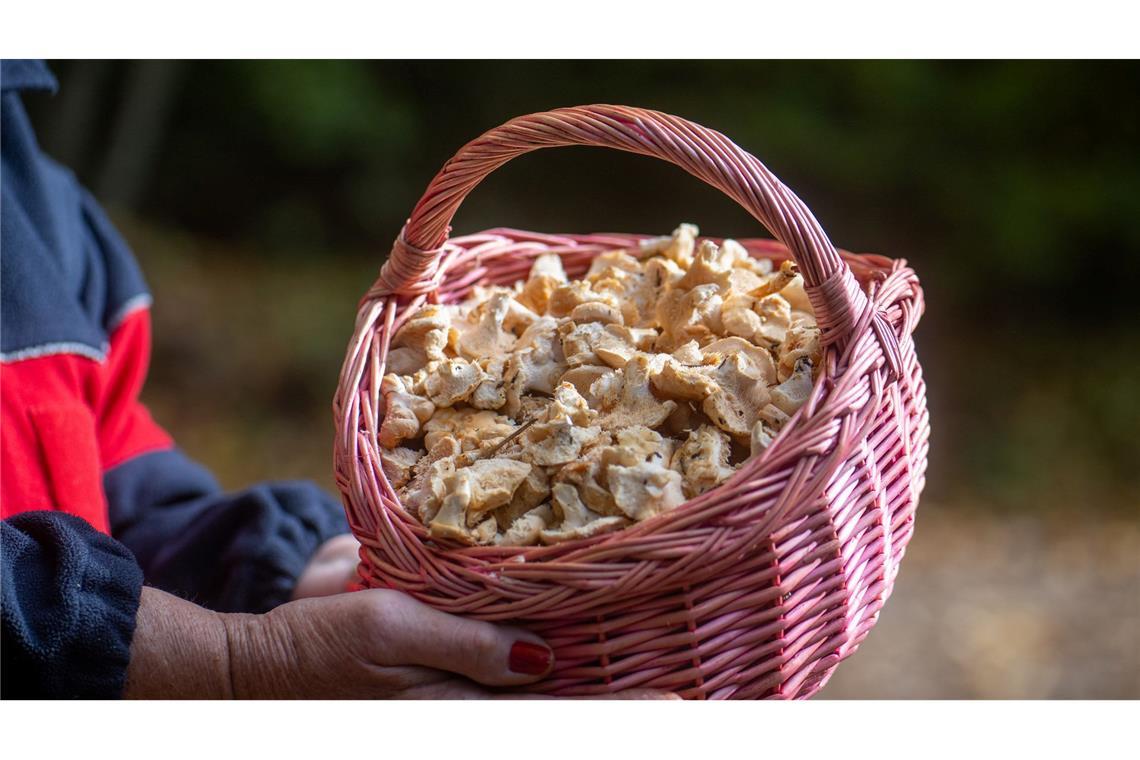 Semmelstoppelpilze gehören zu den Pilzsorten, die in radioaktiv belasteten Gebieten erhöhte Strahlenwerte aufweisen. (Archivbild)