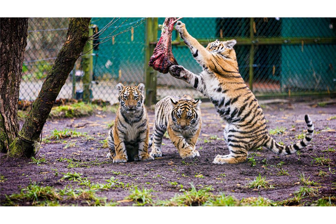 Serengeti-Park stellt Tiger-Nachwuchs vor