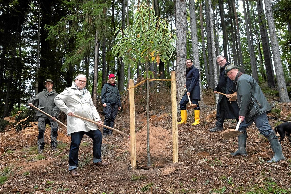 Neue Sorten für Sulzbachs Schauwald