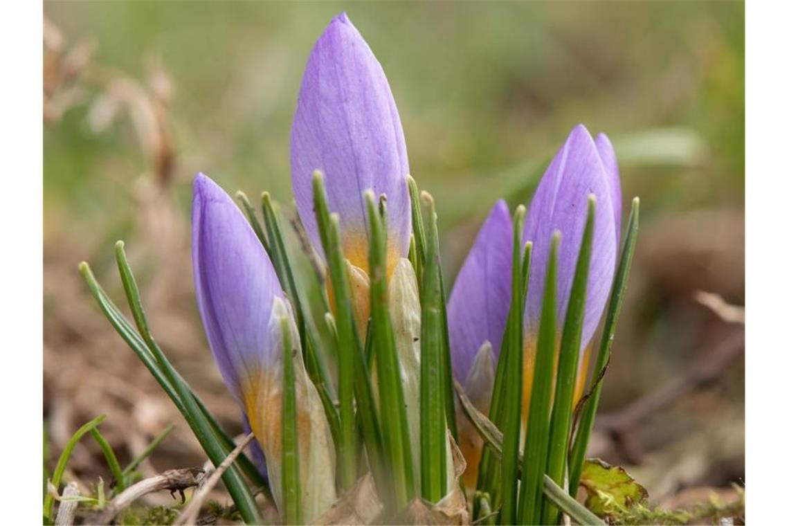 Sie blühen immer früher: Krokusse auf einer Wiese in Dresden. Foto: Sebastian Kahnert/dpa-Zentralbild/dpa