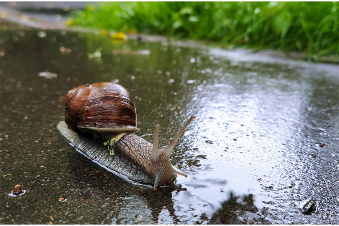 Warum kommen Schnecken nach dem Regen raus? Sie lieben die Feuchtigkeit, aber warum genau kommen Schnecken nach dem Regen raus? Das sind die Gründe.