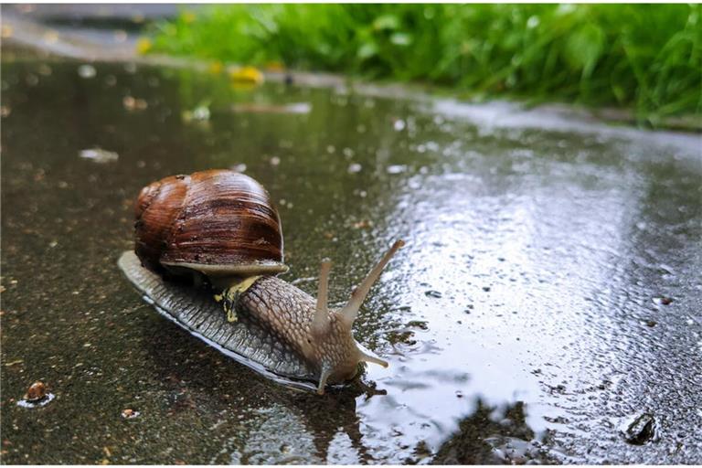 Sie lieben die Feuchtigkeit, aber warum genau kommen Schnecken nach dem Regen raus? Das sind die Gründe.