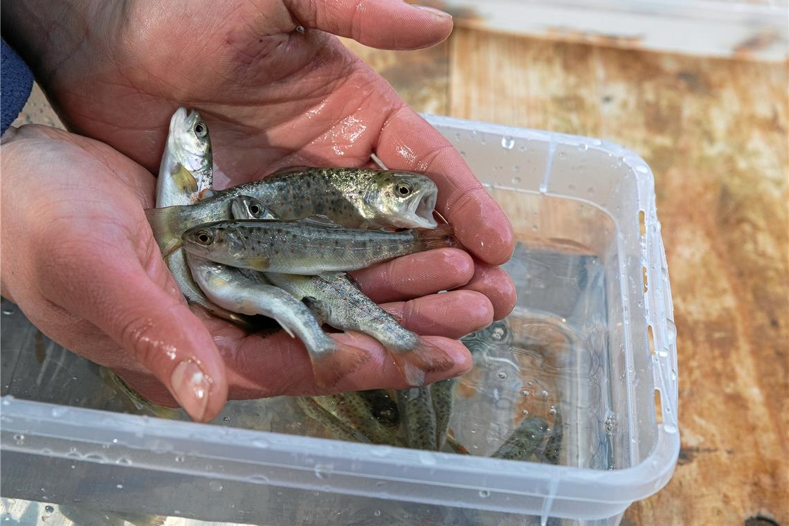 Sie sehen schon aus wie richtige Forellen, sind aber noch lang nicht ausgewachsen: Forellennachzuchten in Murrhardt. Fotos: J. Fiedler