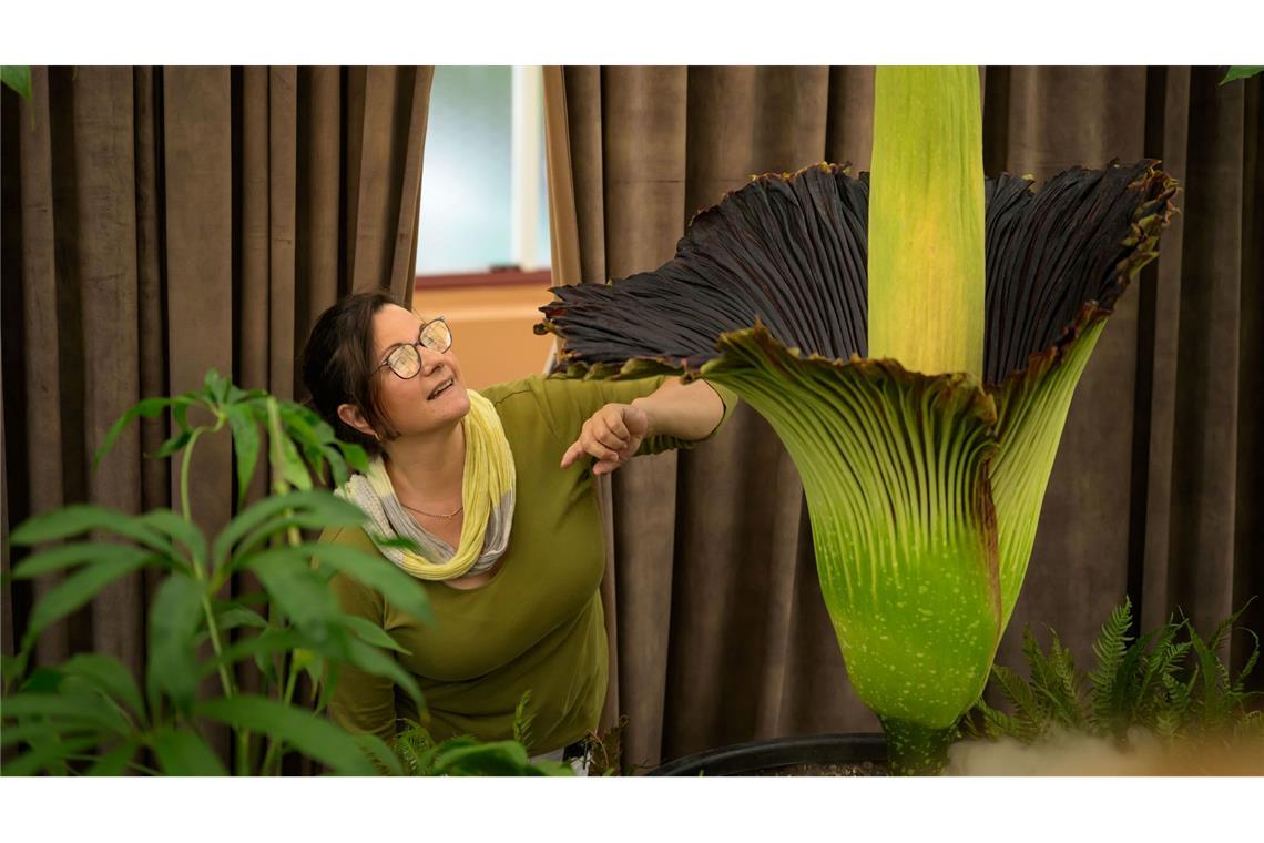 Fans feiern "Putricia": Seltene Stinke-Blume in Sydney blüht Sie stinkt und sieht aus wie ein Phallus: Diese Pflanze ist eine Sensation.