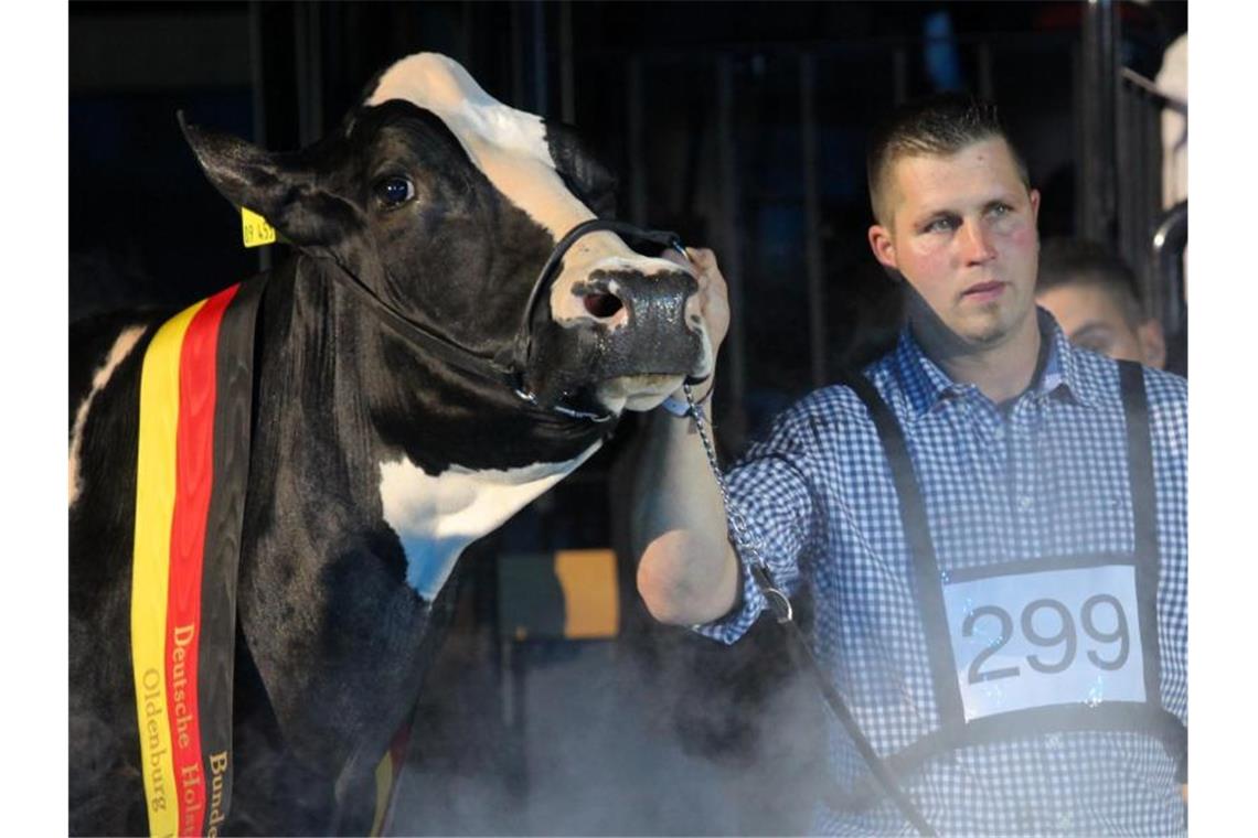 Deutschlands schönste Kuh „Lady Gaga“ ist tot Sie war die Schönste: Landwirt Henrik Wille mit seiner hochdekorierten schwarz-weißen Holstein-Kuh „Lady Gaga“. Foto: Markus Hibbeler/dpa