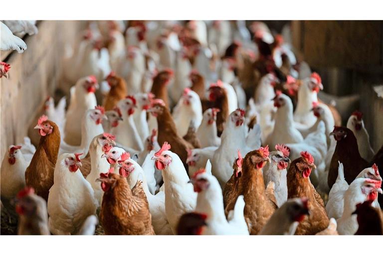 Sieben Personen sind im Landkreis Waldshut festgenommen worden, nachdem die Polizei zu einer Hühnerschlachtung in einem Hinterhof gerufen worden war (Symbolfoto).