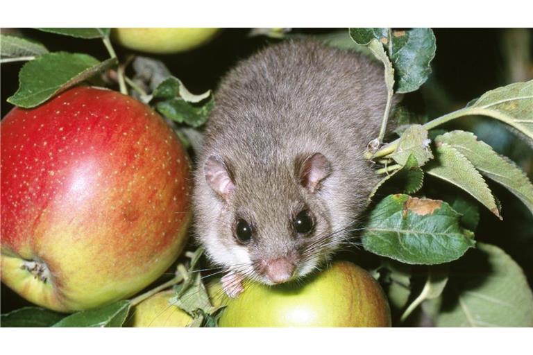Siebenschläfer im Apfelbaum: Die Tiere sind üblicherweise nachts unterwegs. Was sie vom Wetter halten, ist nicht bekannt.