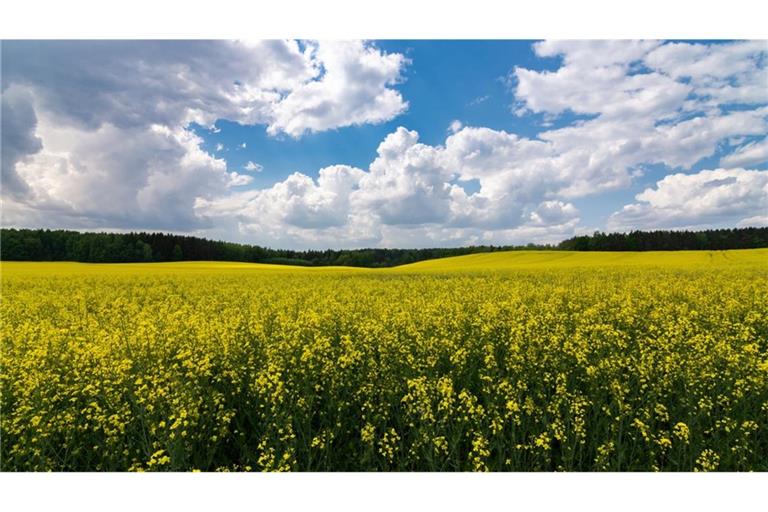 Siebenschläfertag: Was ist dran an der 7-Wochen-Wetterregel?