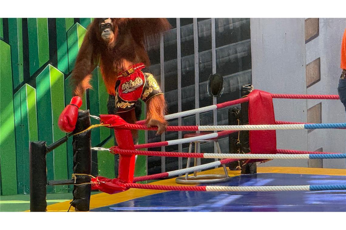Siegerpose eines Orang-Utans – aber Gewinner sind nur die Betreiber.