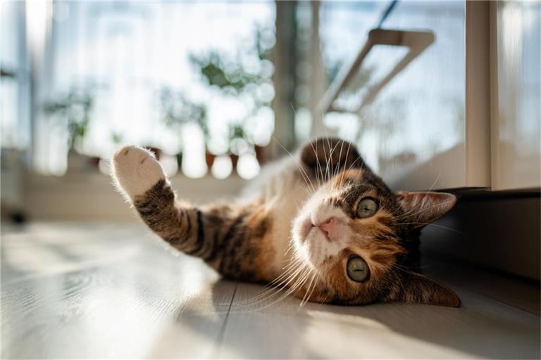 Simba, Luna & Co: Welche Katzennamen sind besonders beliebt?