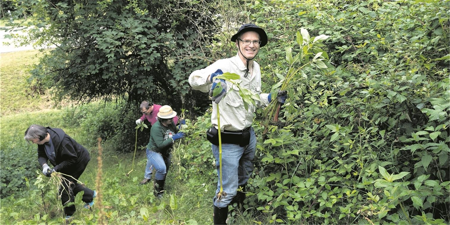 Simon Benz aus Kornwestheim ist wie seine Mitstreiter auch mit vollem Einsatz dabei. Bei der Bekämpfung kann jeder mithelfen. Thomas Denzler appelliert daher: „Gerne zugreifen und Aggressionen abbauen bei der Springkraut-Bekämpfung.“ Foto: J. Fiedler