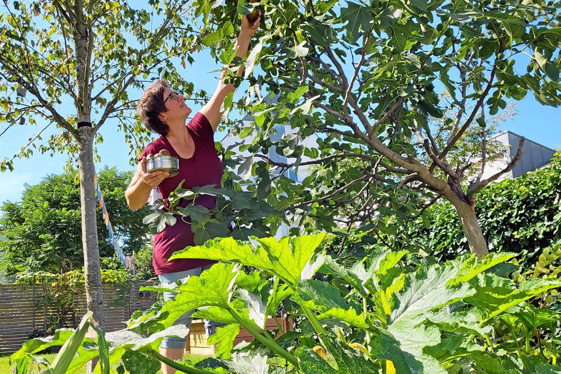 Sie verbringen ihren Urlaub klimafreundlich Simone Lebherz verbringt ihren Urlaub in ihrem Garten. Dort erntet sie etwa Feigen.
