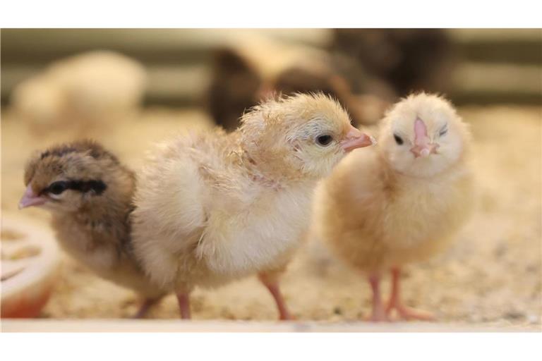 Sind das jetzt schon Osterküken, die in einer Schule in Sachsen-Anhalt in einer Käfigbox geschlüpft sind?
