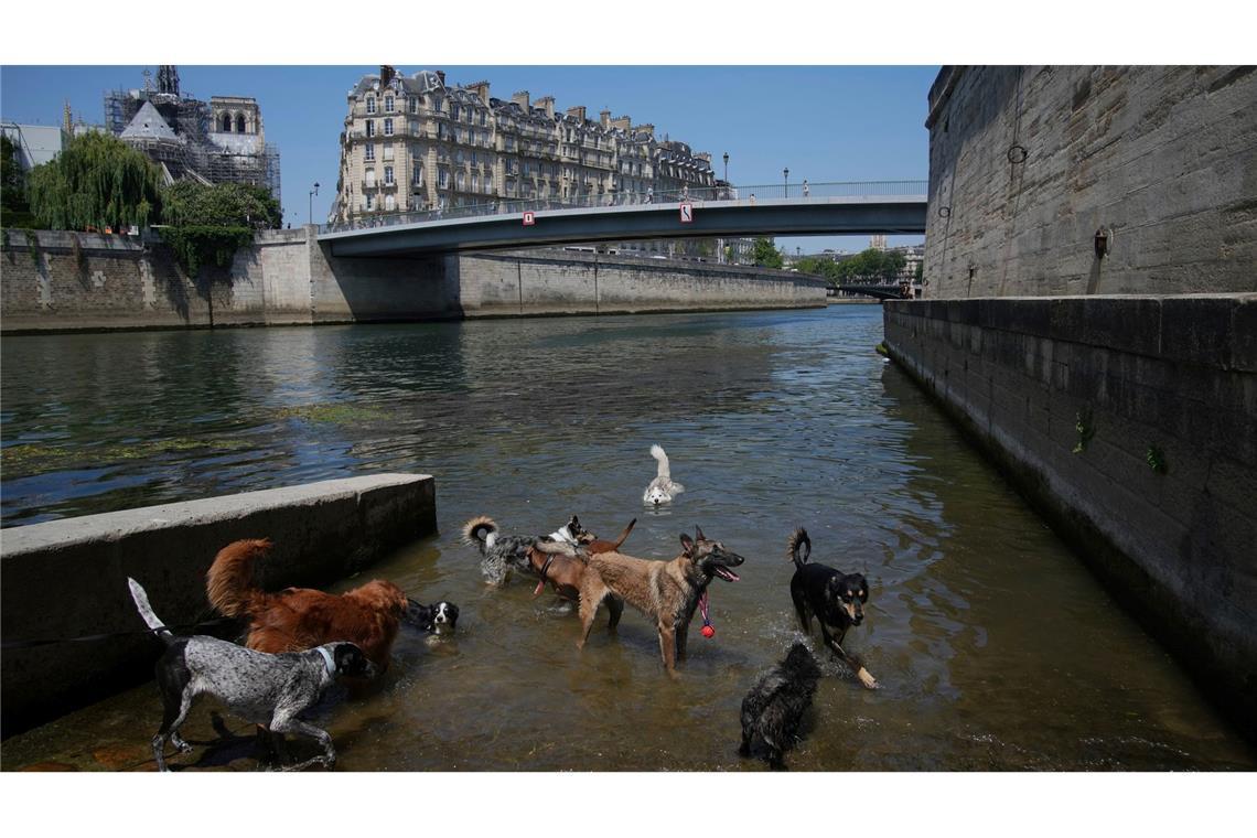 Bilder des Tages Sind das schon die Hundstag? Hunde baden in der Seine, während die Temperatur in Paris auf bis zu 32 Grad Celsius ansteigt.