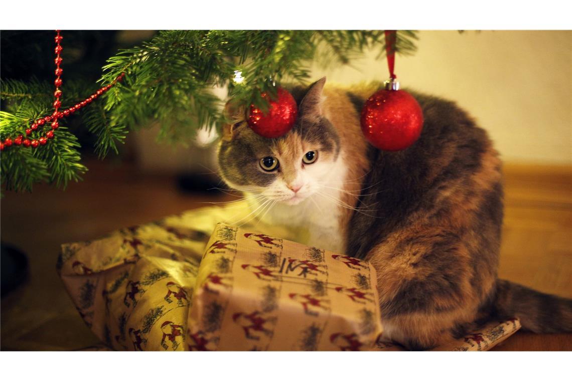 Sind Haustiere Weihnachtsgeschenke? (Symbolbild)
