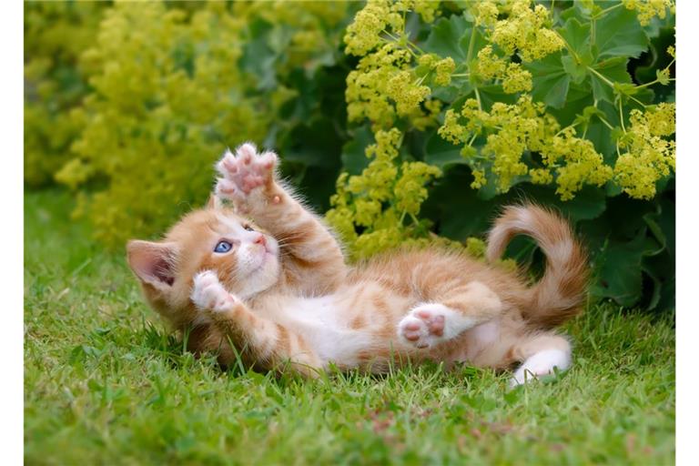 Sind orange Katzen so verrückt, wie ihr Ruf besagt?