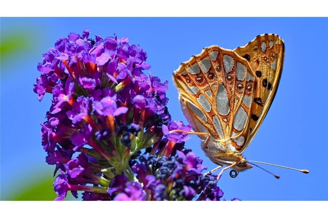 Fast 100 Wildbienenarten in Europa zusätzlich bedroht Skandinavische Artverwandte dieses Kleinen Perlmuttfalters (Issoria lathonia) sind bedroht (Archivbild)