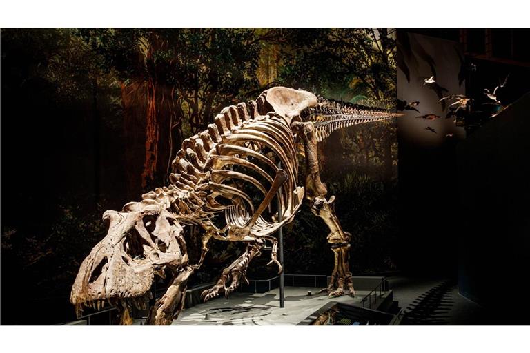 Skelett eines Tyrannosaurus rex. am Fundort in  Murray Ranch im US-Bundesstaat Montana.