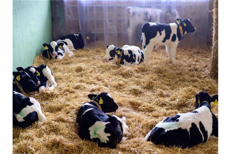 So geht's auch: Kälber in einem offenen Stall in der Agrargenossenschaft Züllsdorf (Landkreis Elbe-Elster). Foto: Soeren Stache/dpa-Zentralbild/dpa