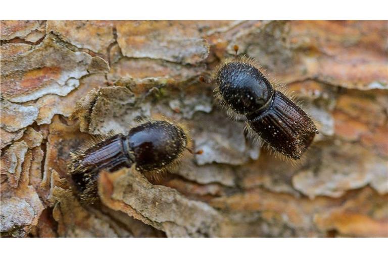 So genannte Buchdrucker, eine Käferart aus der Familie der Fichtenborkenkäfer, sitzen auf der Rinde einer Fichte. (Archivbild)