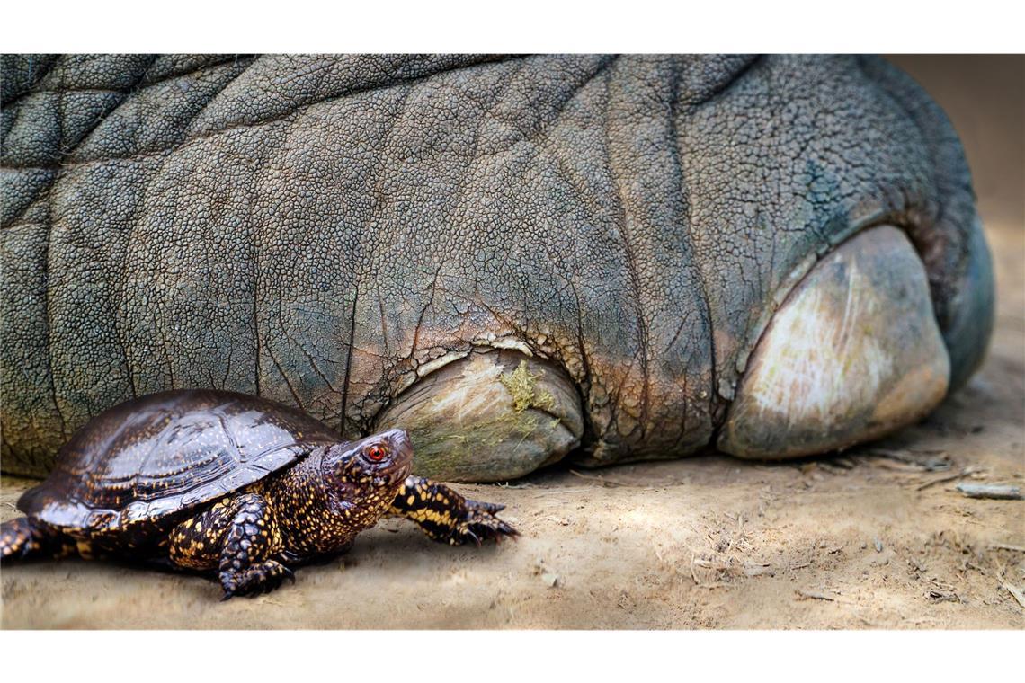 So könnte es vor rund 125.000 Jahren ausgesehen haben: eine Europäische Sumpfschildkröte neben dem Fuß eines Europäischen Waldelefanten.