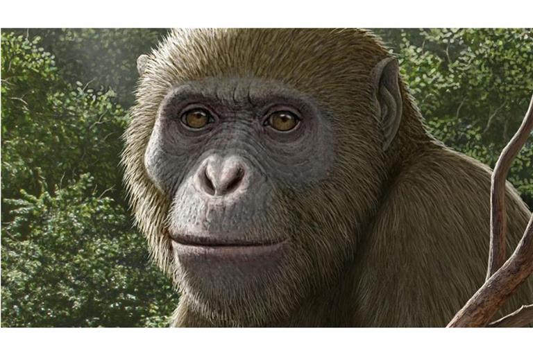 So könnte Masripithecus moghraensis ausgesehen haben.