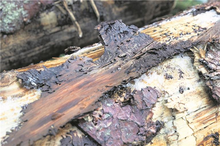 So sieht ein typischer Befall von Borkenkäfern im Holz aus. Archivfoto: J. Fiedler