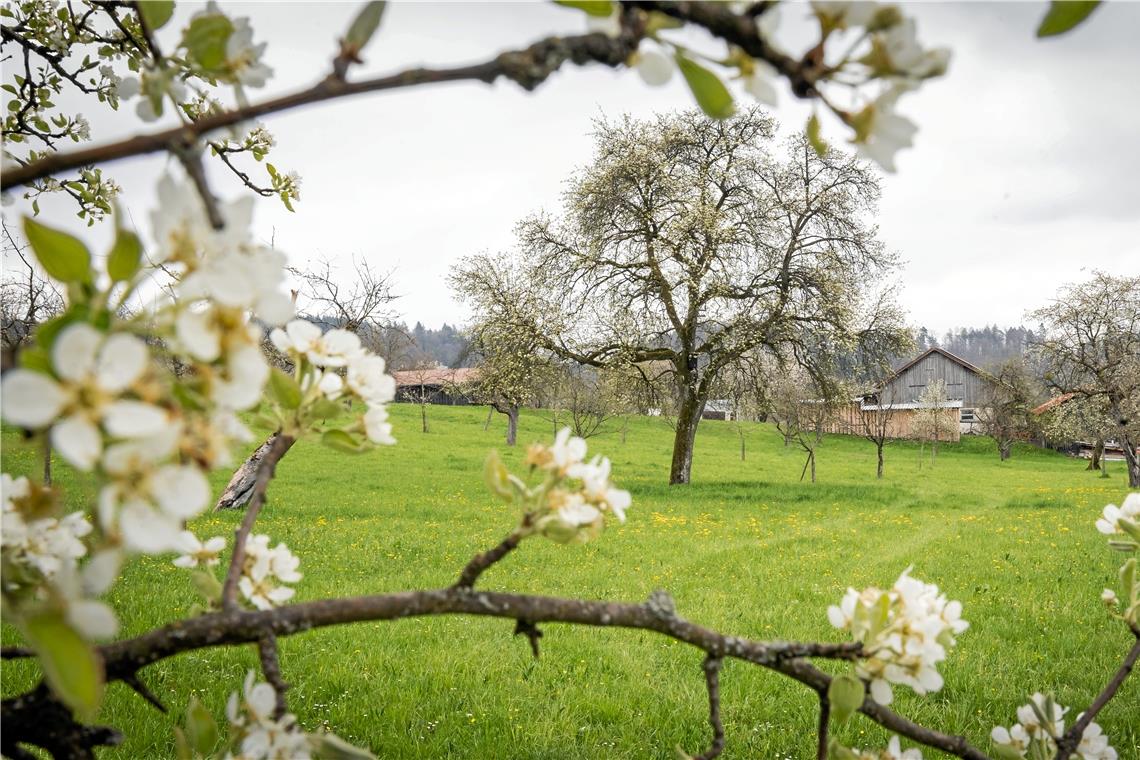 Streuobstwiesen auch im Raum Backnang unter Druck So sollte eine gut gepflegte Streuobstwiese im besten Fall aussehen: Das sogenannte Pfarrgütle, das vom Obst- und Gartenbauverein Rietenau gepachtet wird. Fotos: Alexander Becher