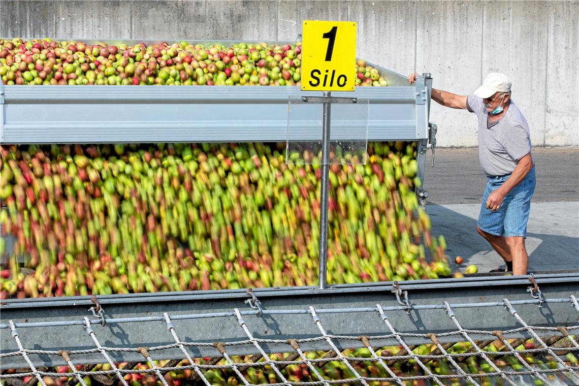 Viel Druck im Biosaftsegment So wie hier im Bild aus dem vorigen Jahr füllen sich bei Streker Natursaft in Großaspach alljährlich zur Apfelernte im Herbst die Silos. Fotos: A. Becher