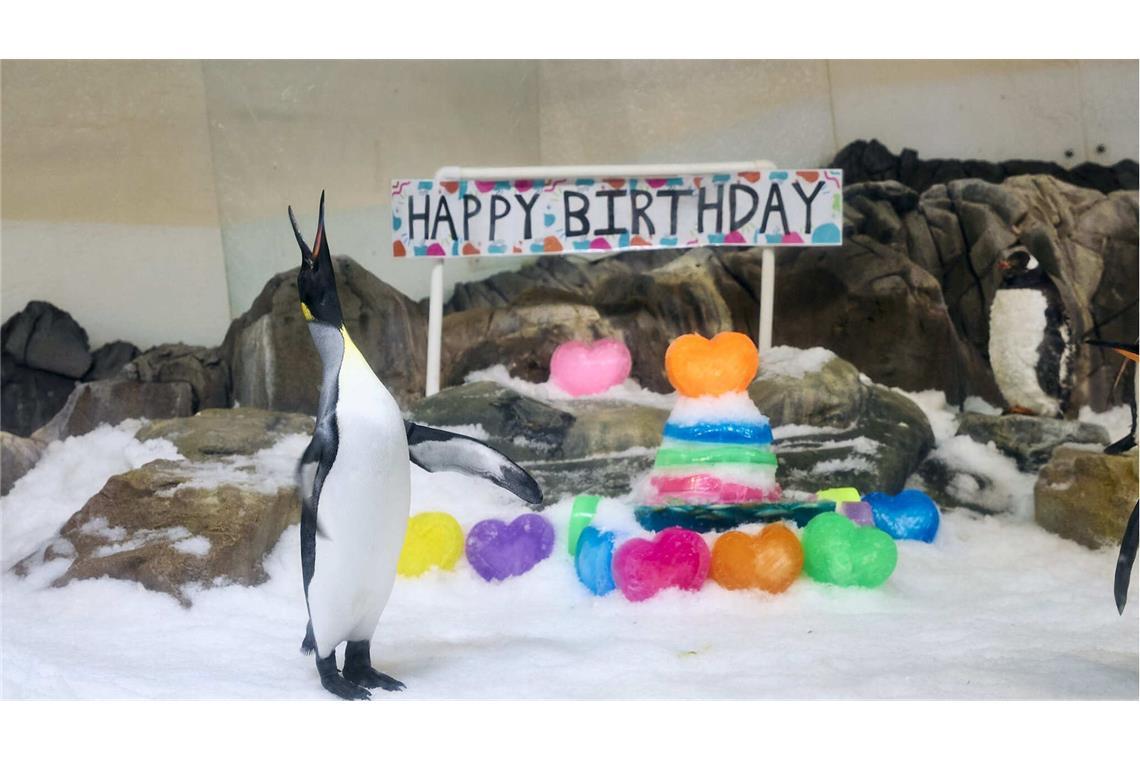 Ein Pinguin als Weltstar: Pesto feiert ersten Geburtstag Social-Media-Star Pesto feierte seinen ersten Geburtstag – und ist mittlerweile rank und schlank.
