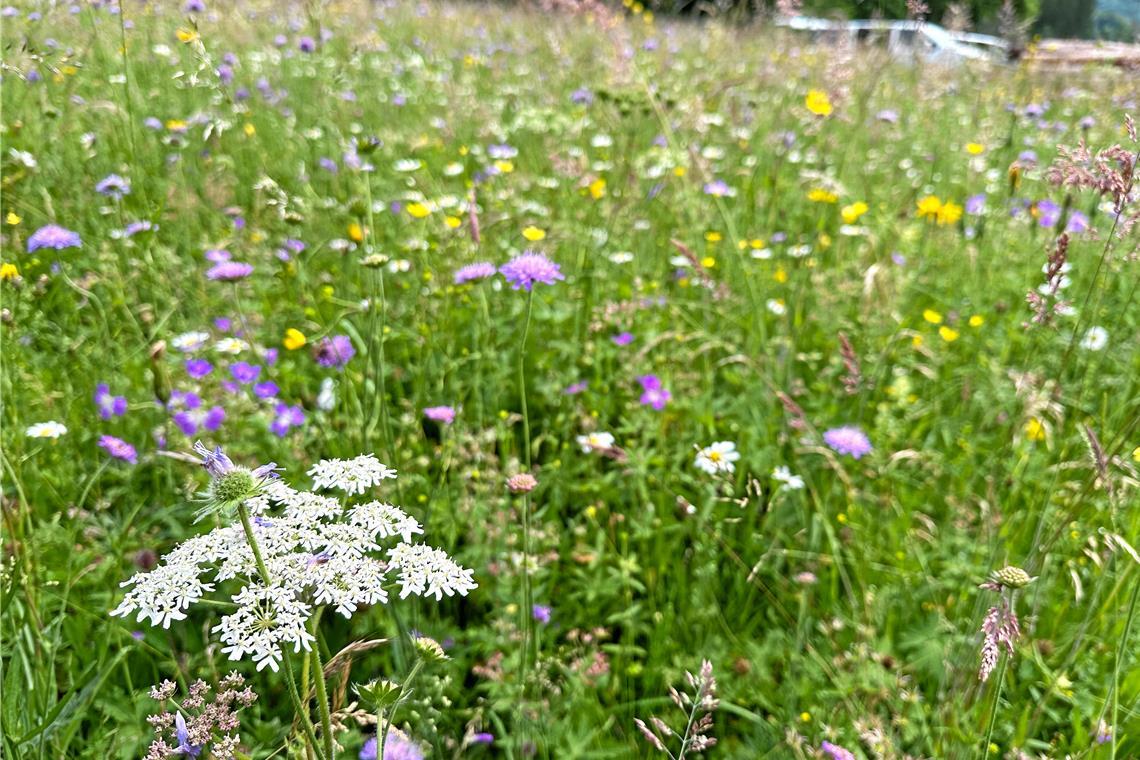 Solch eine Blütenpracht ist eine Augenweide und wertvolles Futter. Zugleich stellen artenreiche Wiesen wichtige Elemente im Biotopverbund dar und tragen dazu bei, Lebensräume zu vernetzen und die biologische Vielfalt langfristig zu sichern. Foto: Naturpark Schwäbisch-Fränkischer Wald