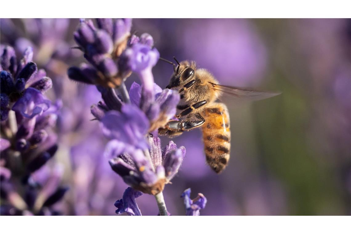 Bilder des Tages Sommer in Baden-Württemberg: Bei Sonnenschein und warmem Sommerwetter sitzt eine Biene auf den Lavendelblüten.