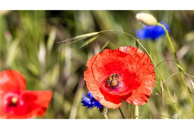Sommerwetter in Südbrandenburg: Biene besucht Mohnblume auf einem Feld am Pfingstmontag