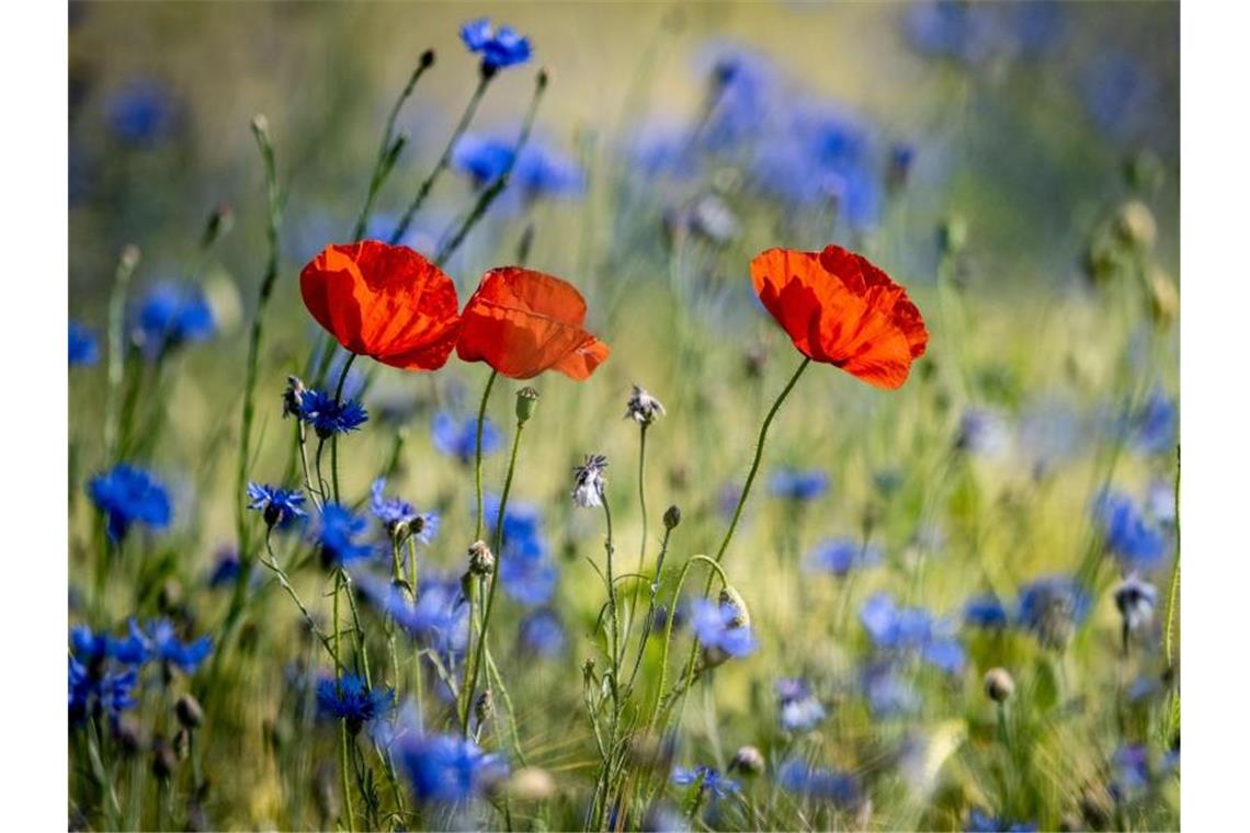 Auf freundlichen Pfingstsonntag folgt unbeständiges Wetter Sommerwiese: Mohnblumen leuchten zwischen Kornblumen auf einem Feld bei Lehrte. Foto: Peter Steffen