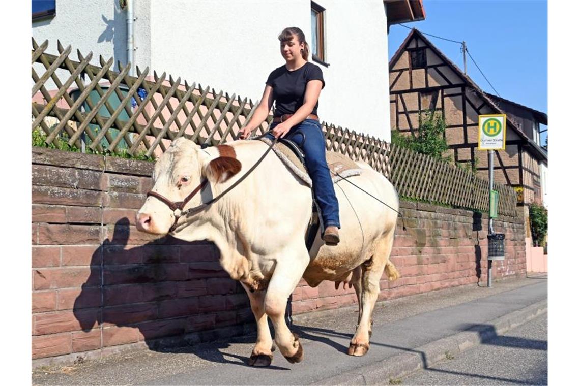 Berittene Kuh Melina: Sonja Keller hoch zu Rind Sonja Keller reitet mit der Kuh Melina aus. Foto: Uli Deck/dpa
