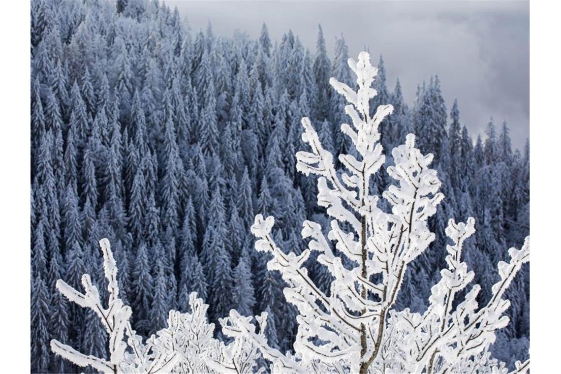 Sonnenbeschienen ist ein verschneiter Baum der sich vor dem ebenfalls verschneiten Wald an den Hängen des Schwarzwalds abzeichnet. Foto: Philipp von Ditfurth/dpa