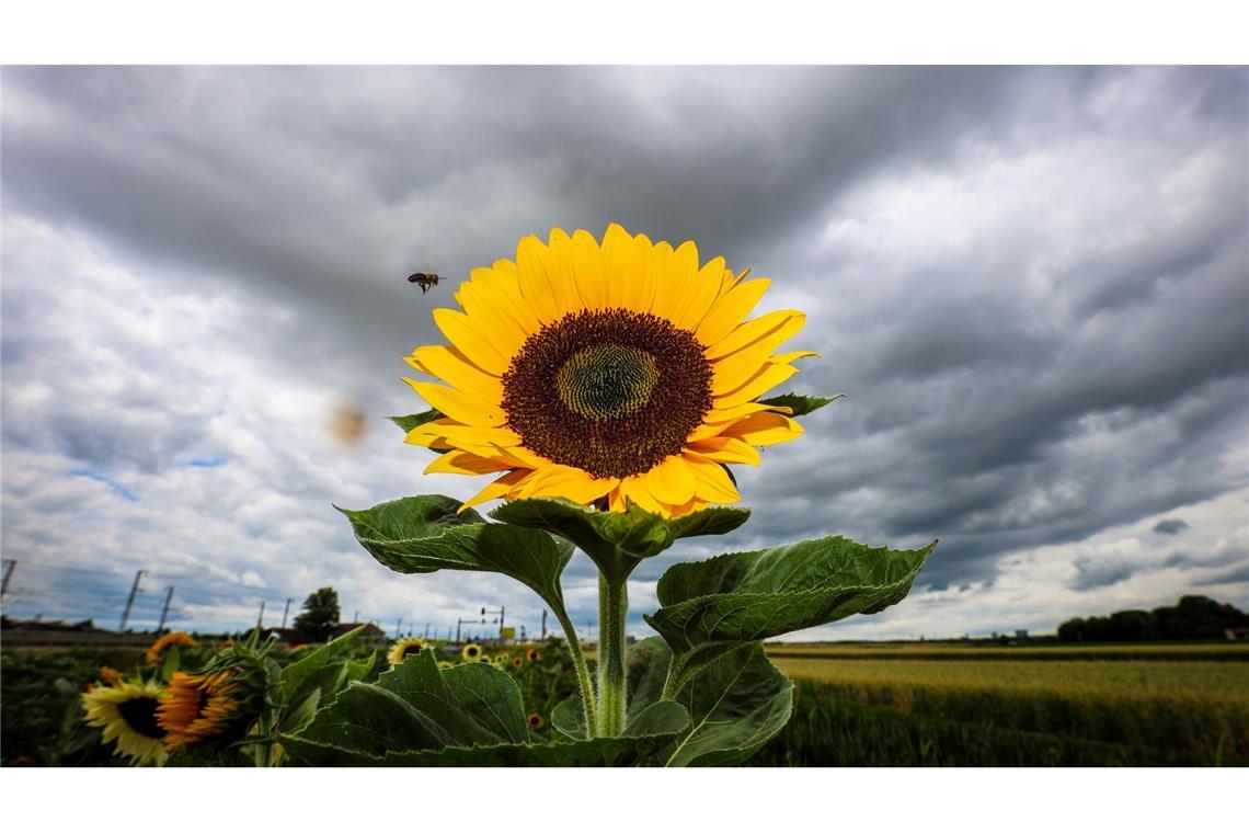 Bilder des Tages