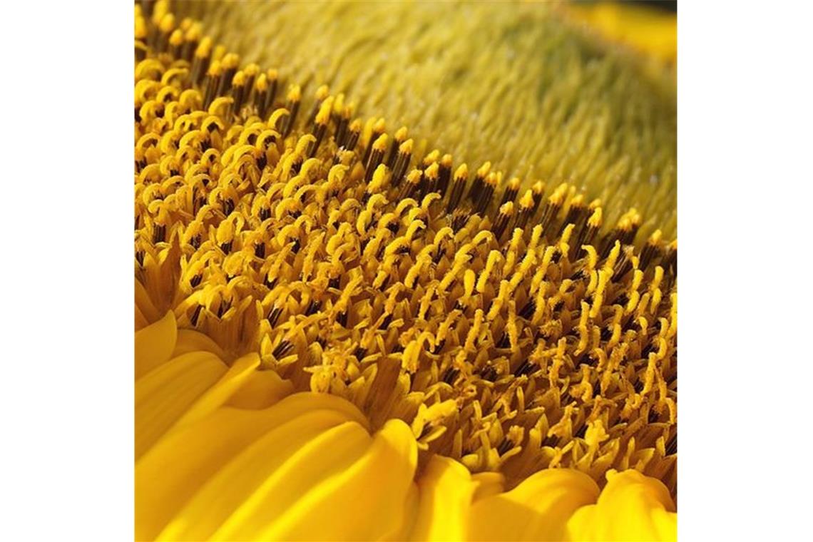 Sonnenblume: Schönes Beispiel für Makrofotografie. Foto: Blende/pixabay