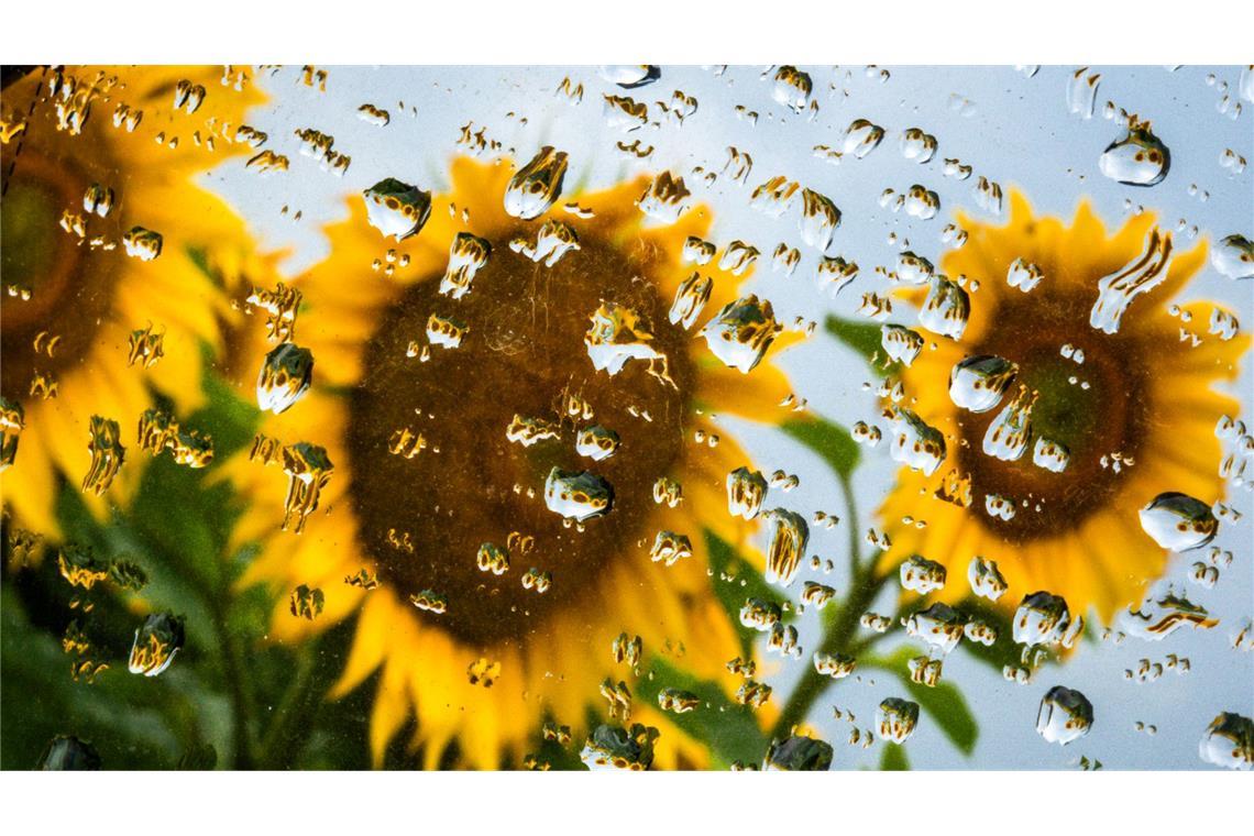 Bilder des Tages Sonnenblumen spiegeln sich in Regentropfen auf dem Seitenspiegel eines Autos.