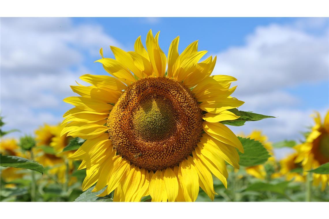 Bilder des Tages Sonnenblumen stehen auf einem Feld in Quedlinburg.