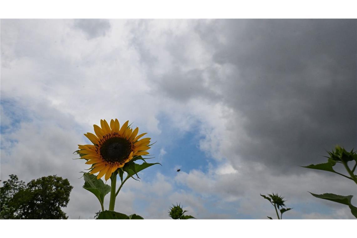 Sonnenblumen stehen auf einem Feld vor einem Wolkenhimmel. (zu dpa: «Herbst-Vorbote bringt Gewitter, dann wird es freundlich»)