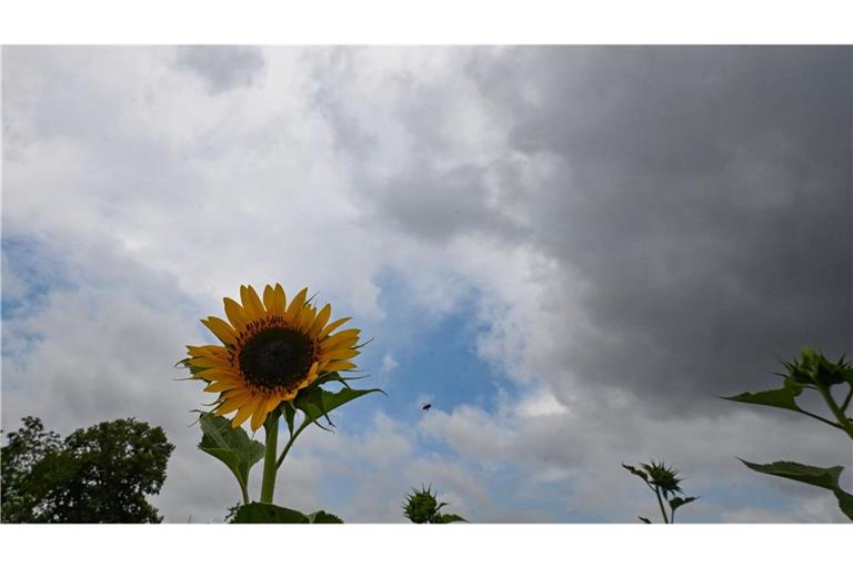 Sonnenblumen stehen auf einem Feld vor einem Wolkenhimmel. (zu dpa: «Herbst-Vorbote bringt Gewitter, dann wird es freundlich»)