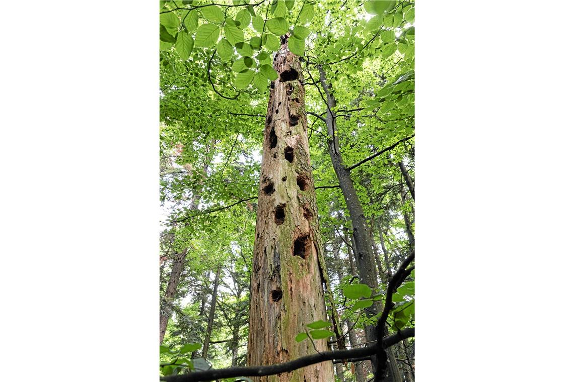 Sonst eher ein Bild, das sich im Bannwald zeigt: Tote Bäume, aus denen sich der Specht die Käferlarven holt. Doch es sterben in kurzer Zeit viele Bäume, da die anhaltende Trockenheit für einen Teil des Tannenbestands nicht mehr kompensierbar ist. Fotos: J. Fiedler