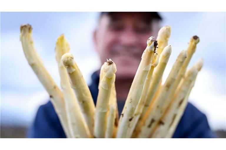 Spargelbauer Stefan S. zeigt auf einem seiner Felder frisch gestochenen Spargel.
