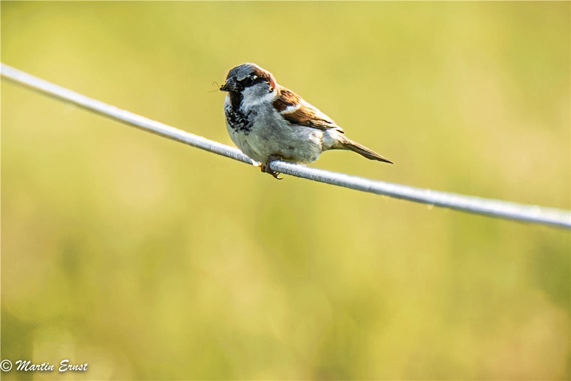 Endspurt beim Fotowettbewerb „Tierische Besucher“