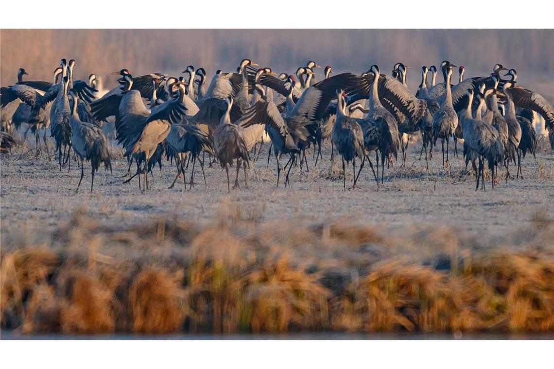Natur im Fokus - Wenn Fotos Tiere stören Spezielle Führungen, Sichtschirme und Aussichtstürme sollen die Störungen für die Tiere im Müritz-Nationalpark so gering wie möglich halten. (Archivbild)