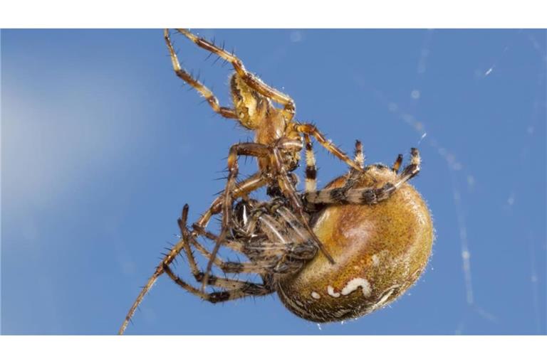 Spinnen bei der Paarung – das Männchen ist kleiner als seine Partnerin.