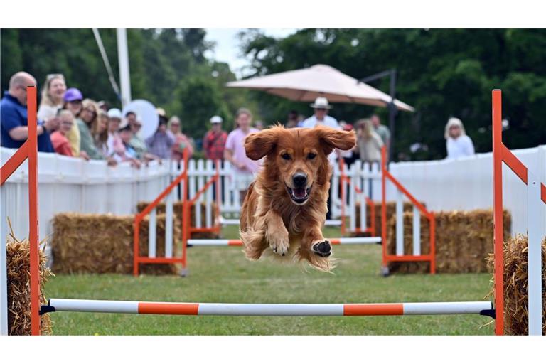 Sportlich: Ein Hund nimmt die Hürden beim  Goodwoof Fest in West Sussex