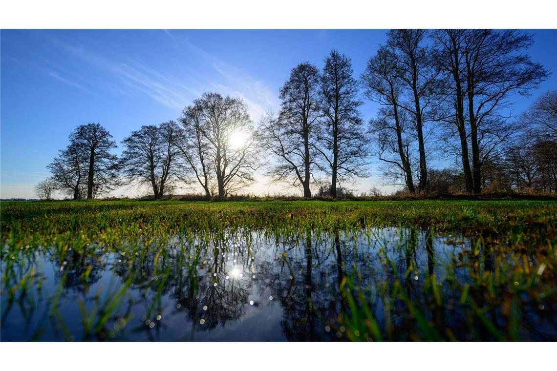 Spreewald: Kahle Bäume spiegeln sich auf überschwemmter Winterwiese.