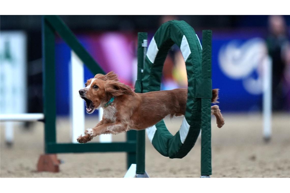Sprung ins Rampenlicht: Hund beim Agility-Wettbewerb in London
